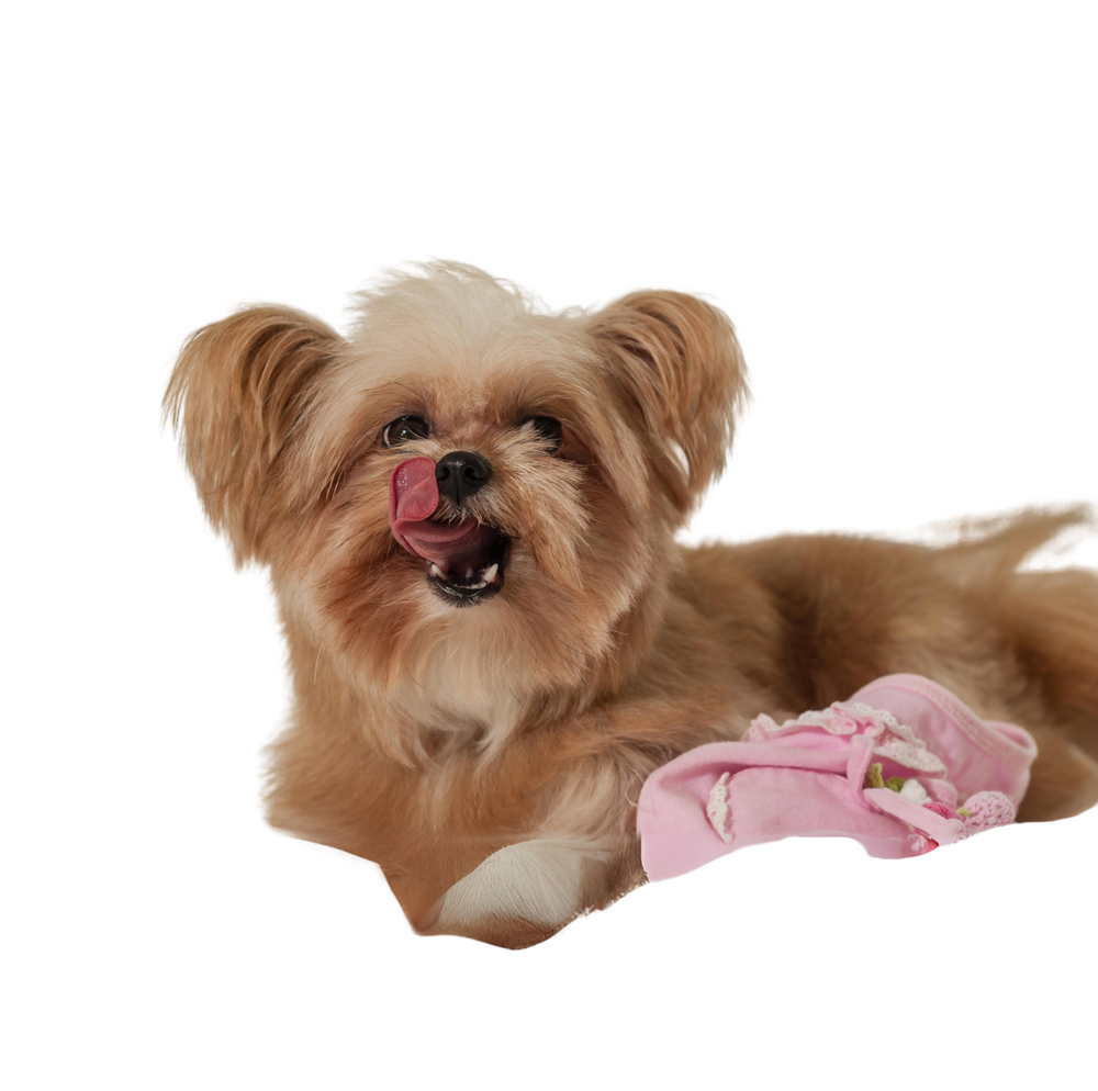 Croquettes NATURELLES Chien petite race 53% Truite & Saumon