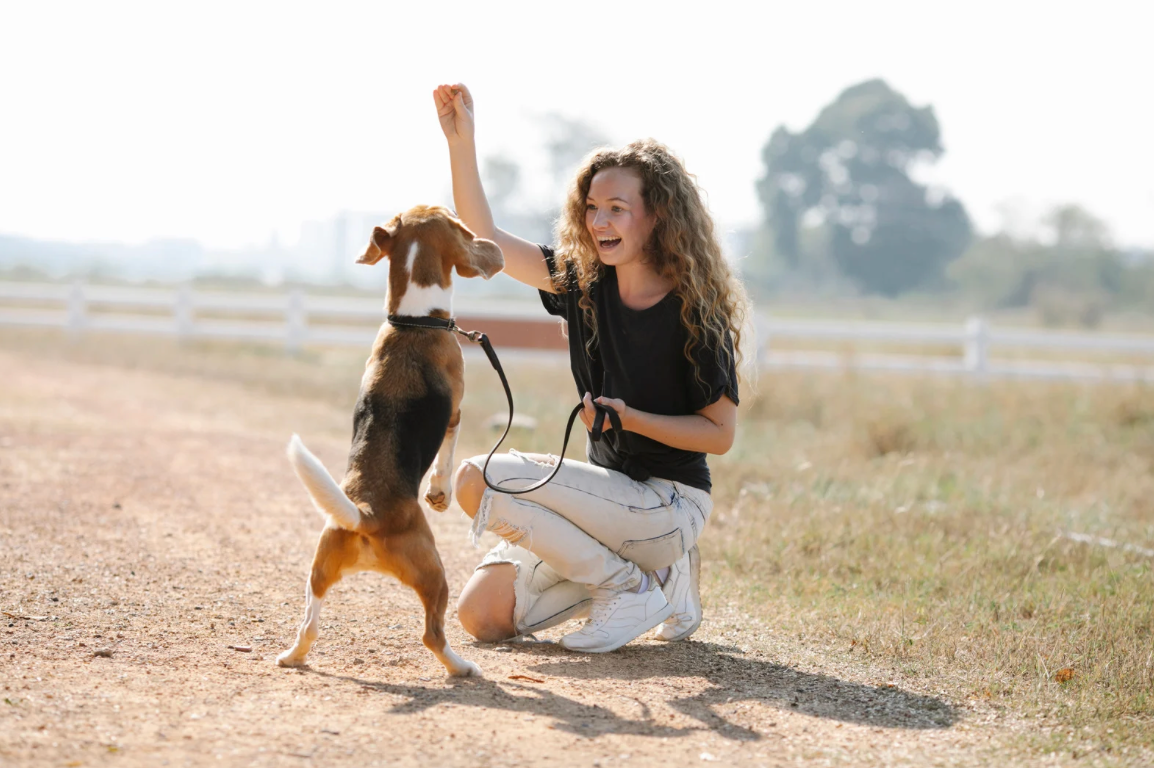 Plantes & huile de Haarlem : soins naturels pour chiens et chats