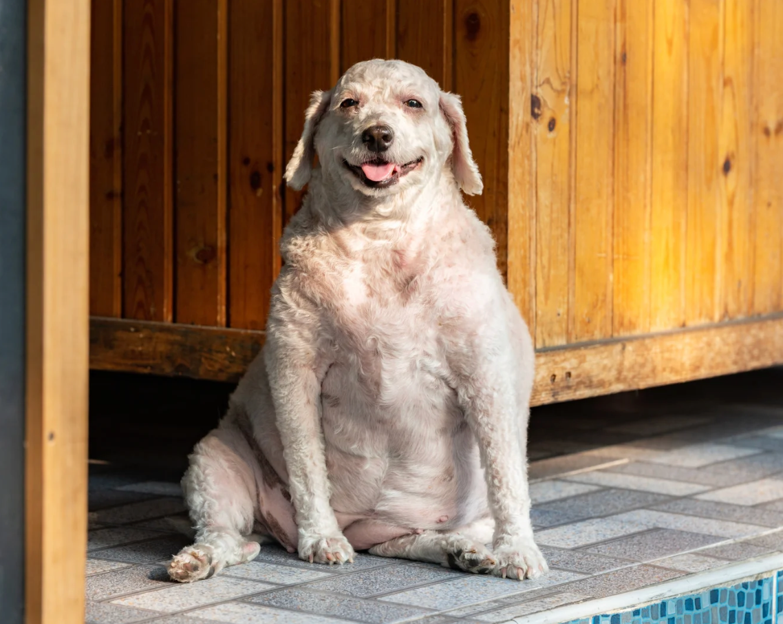 Arthrose Chien Chat : 7 Solutions Naturelles Efficaces | Phyto Véto