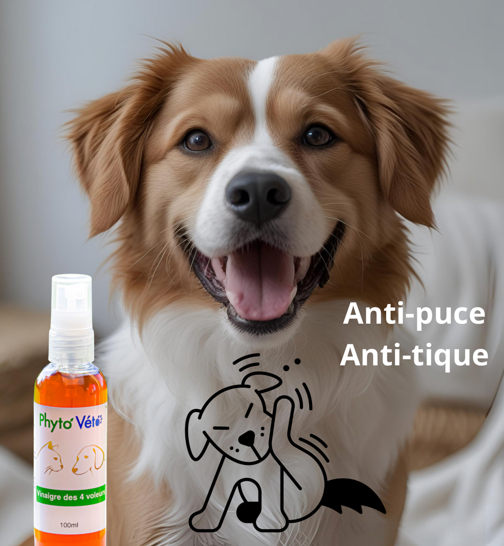 Phyto veto vinaigre des 4 voleurs