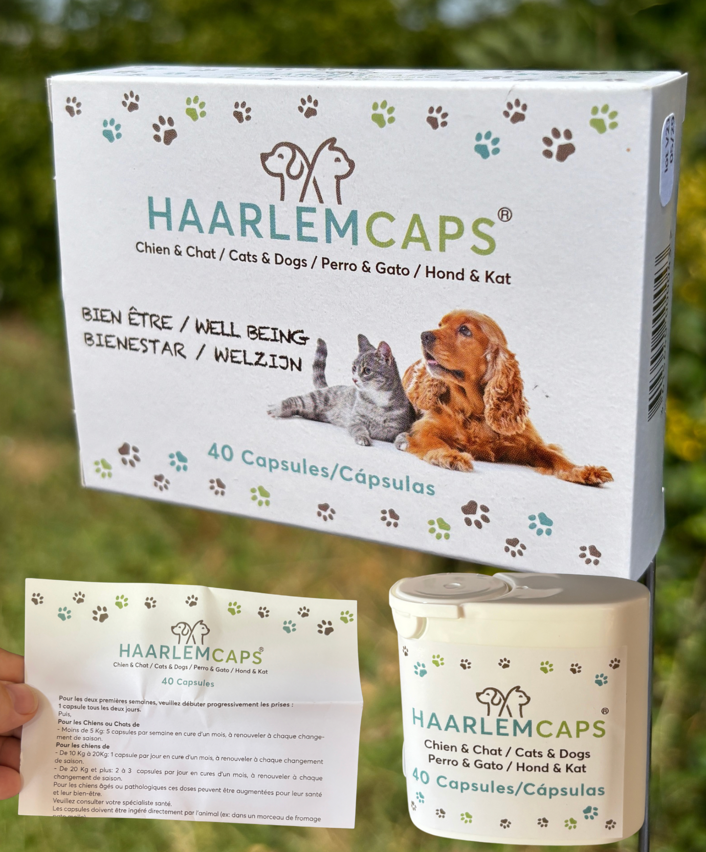 Huile de Haarlem - Chat et chien