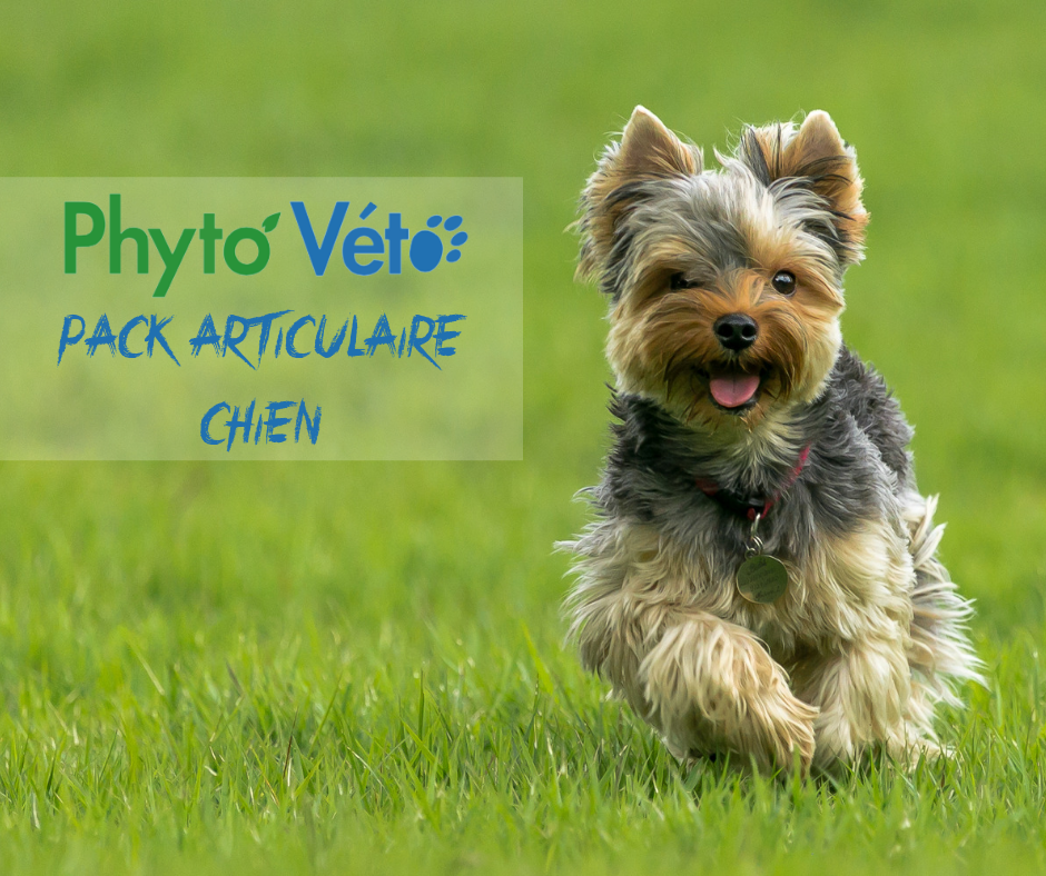 Pack Articulaire Chien